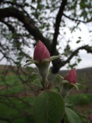 FLEURS DE COGNASSIERS (FRUIT)