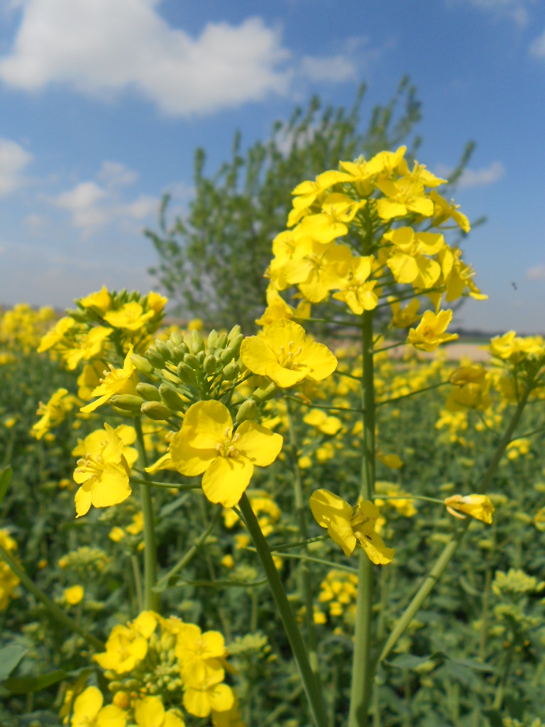 Fleurs de colza