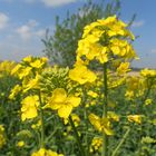 Fleurs de colza