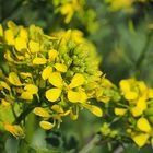 Fleurs de colza