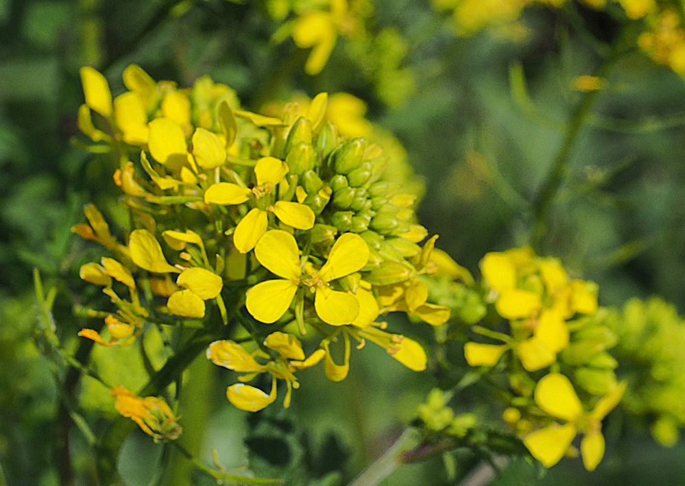 Fleurs de colza