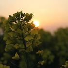 Fleurs de colza au soleil couchant