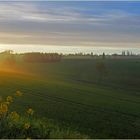 Fleurs de colza au soleil levant près de Condom