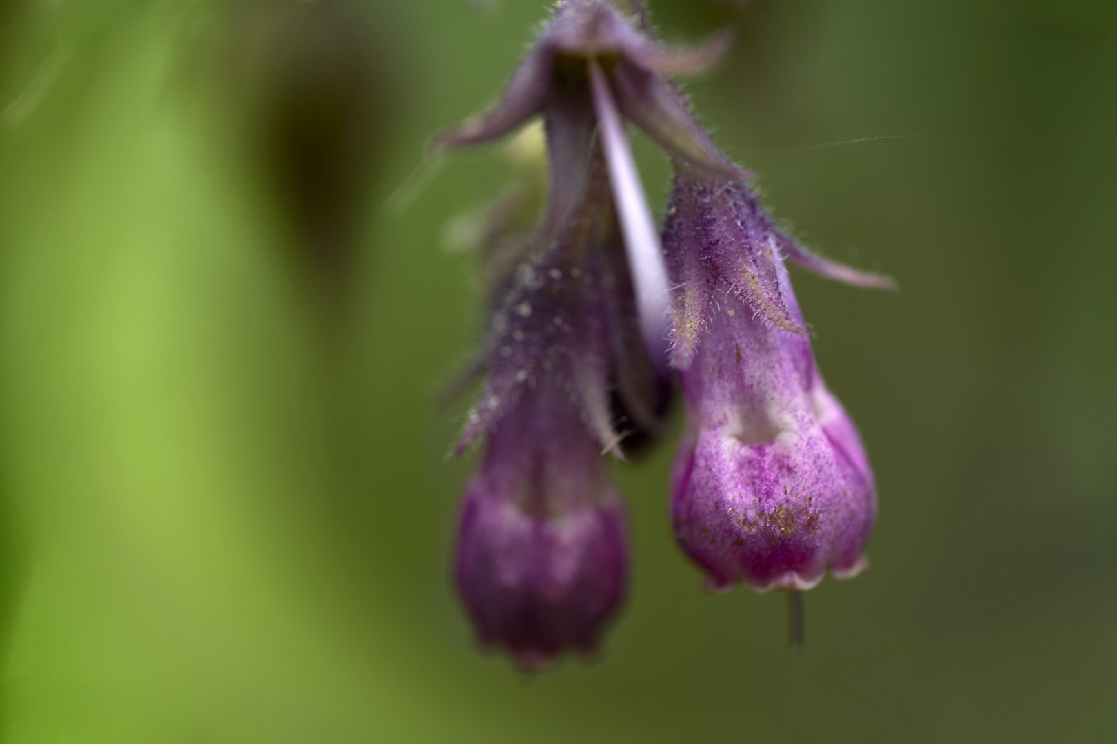 Fleurs de consoude