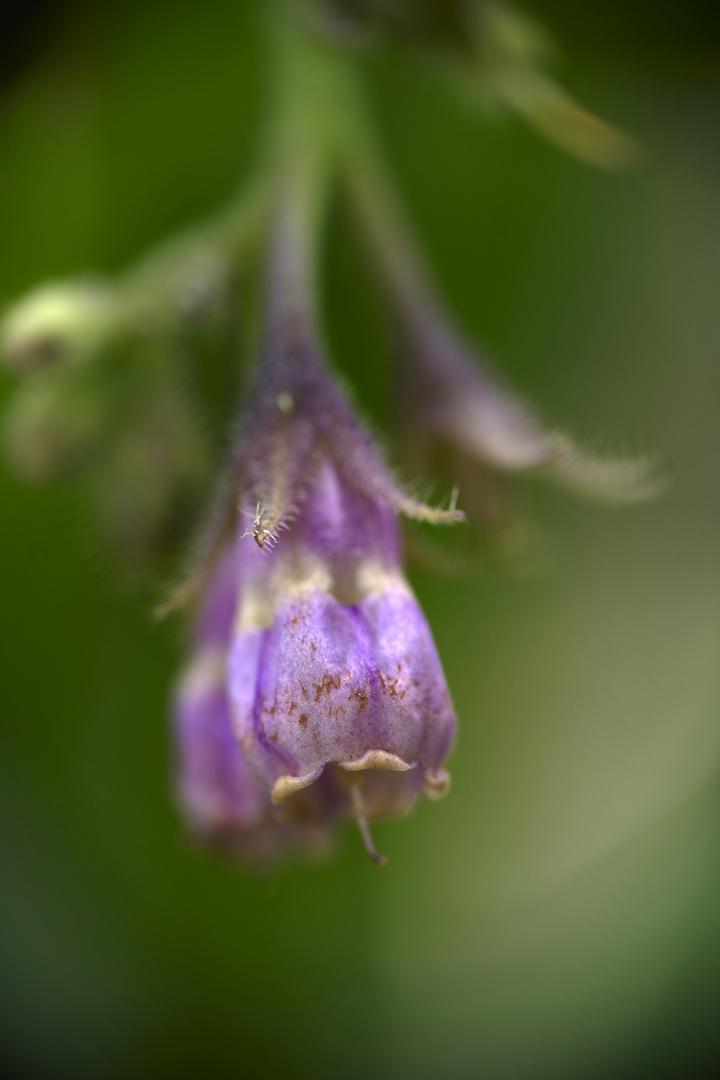 Fleurs de consoude