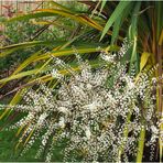Fleurs de cordyline australis