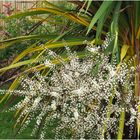 Fleurs de cordyline australis