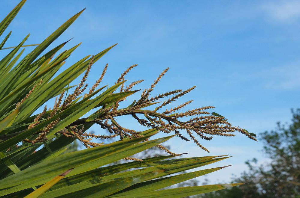  Fleurs de cordyline avant éclosion…