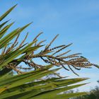  Fleurs de cordyline avant éclosion…