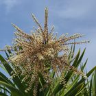 Fleurs de cordyline