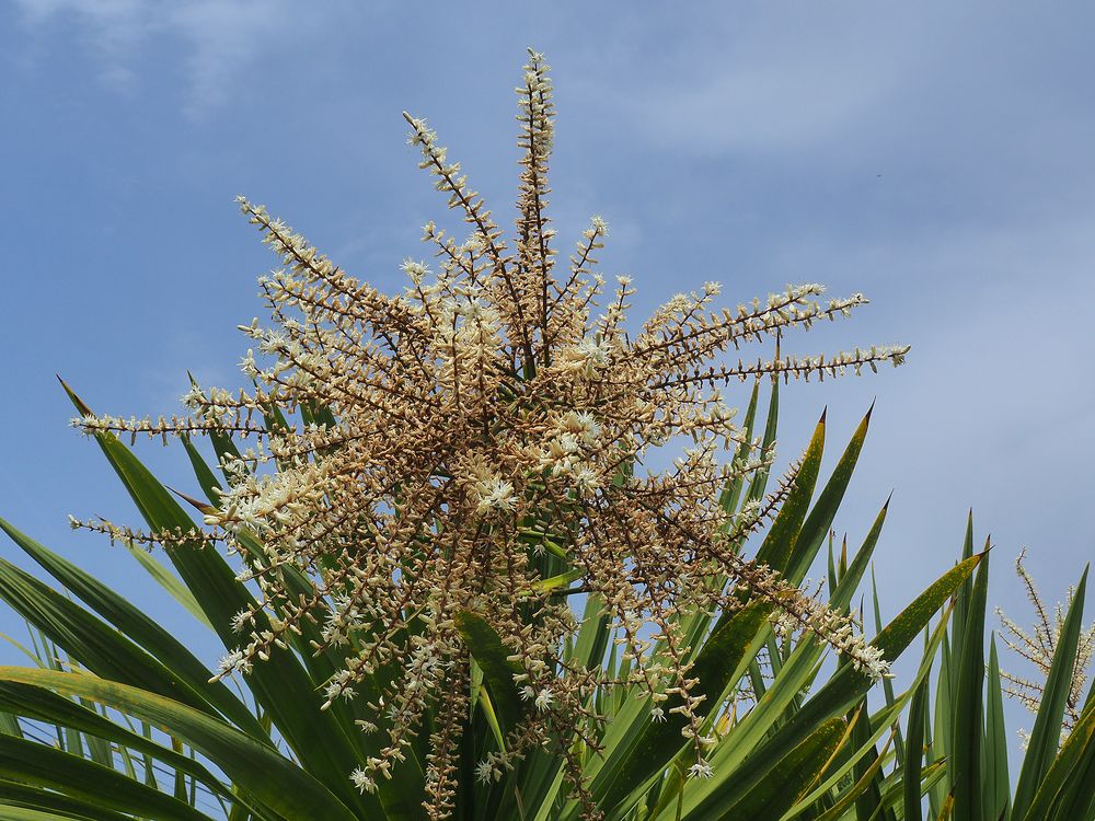 Fleurs de cordyline