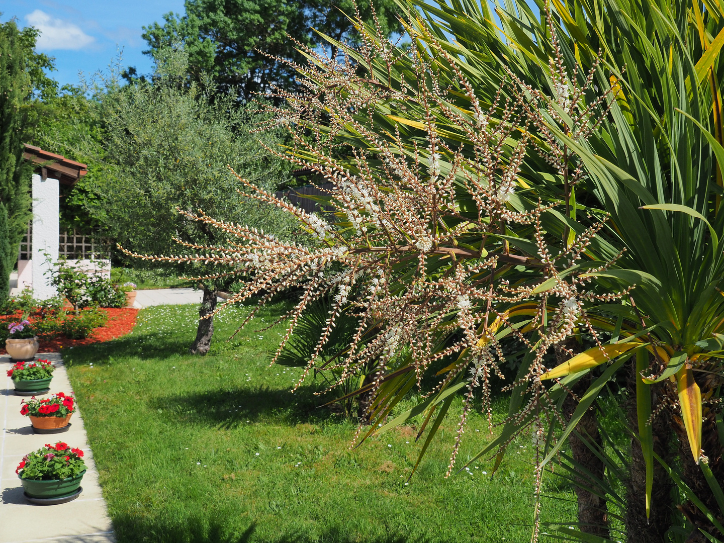 Fleurs de cordyline – stade 2