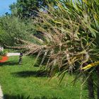 Fleurs de cordyline – stade 2