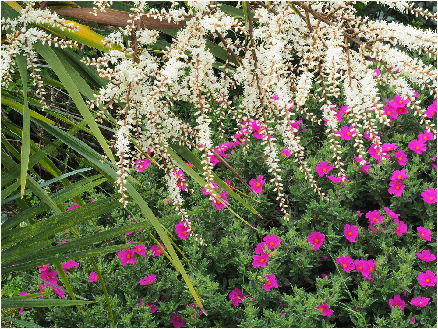 Fleurs de cordyline  -  Stade 3