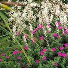 Fleurs de cordyline  -  Stade 3