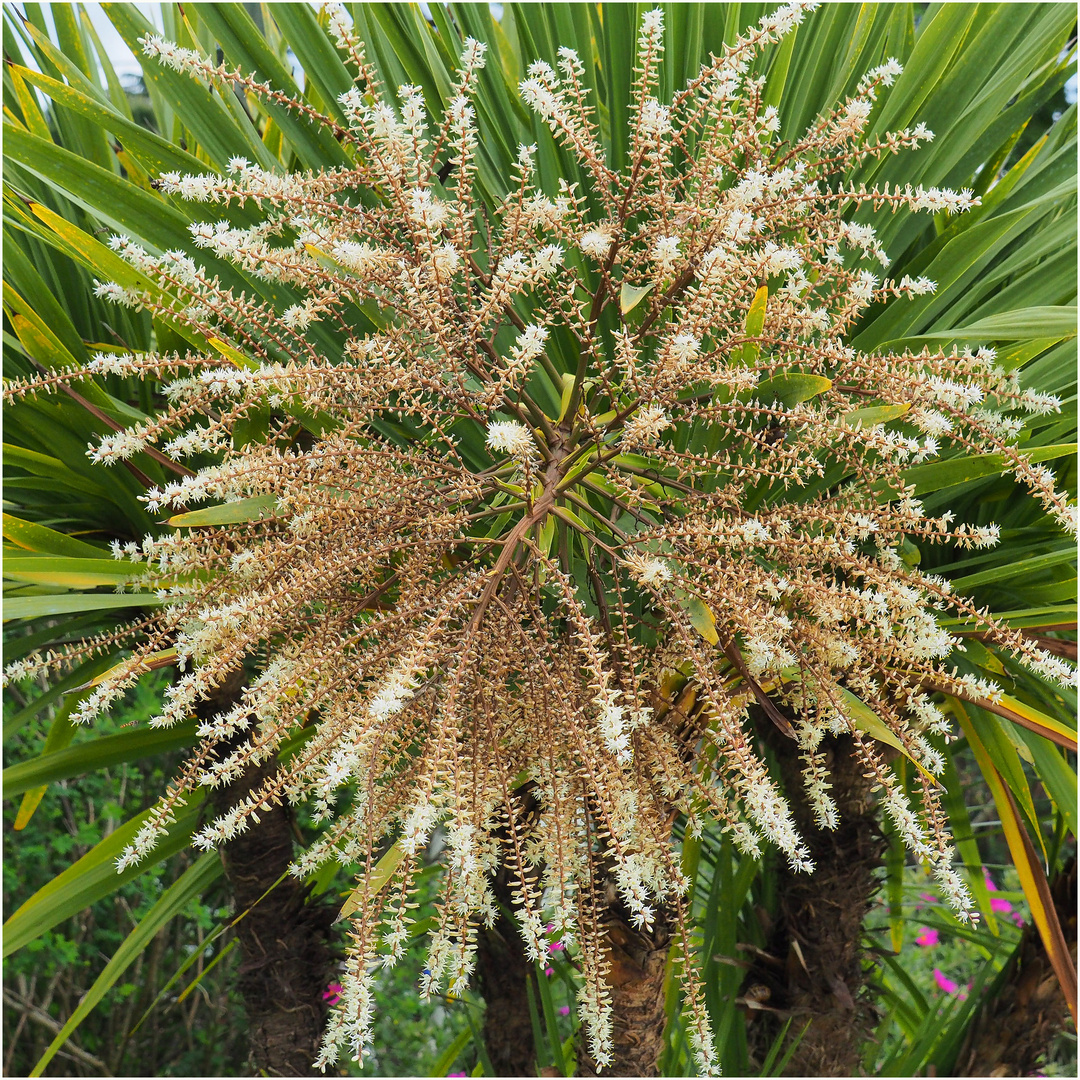 Fleurs de cordyline  -  Stade 4