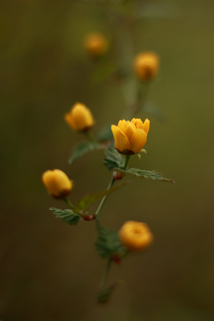 Fleurs de Corète Japonais