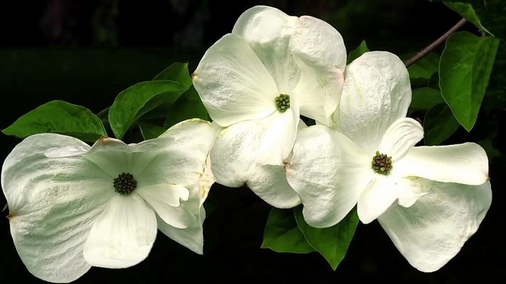 Fleurs de cornouiller blanc