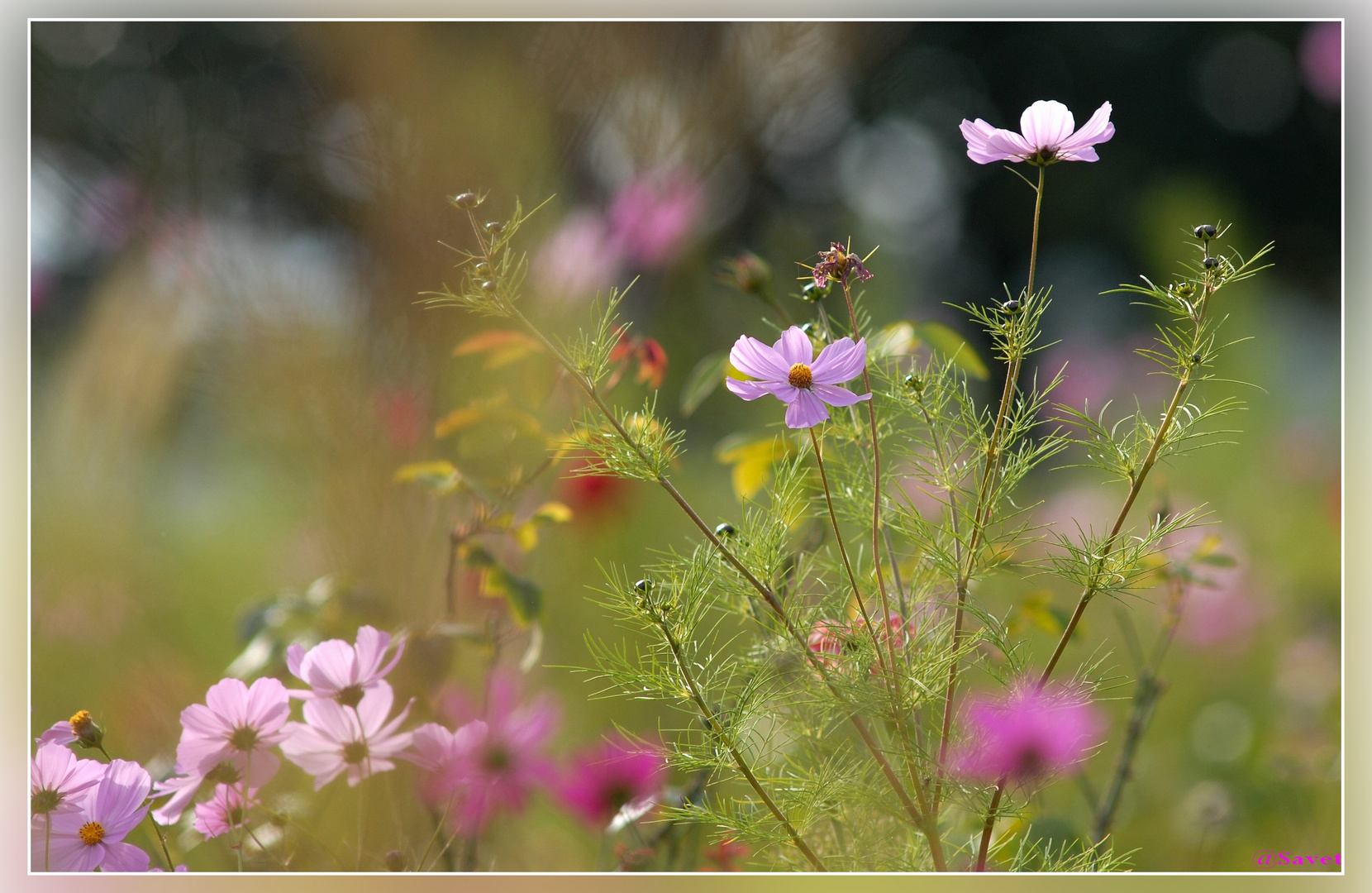 Fleurs de Cosmos