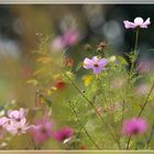 Fleurs de Cosmos