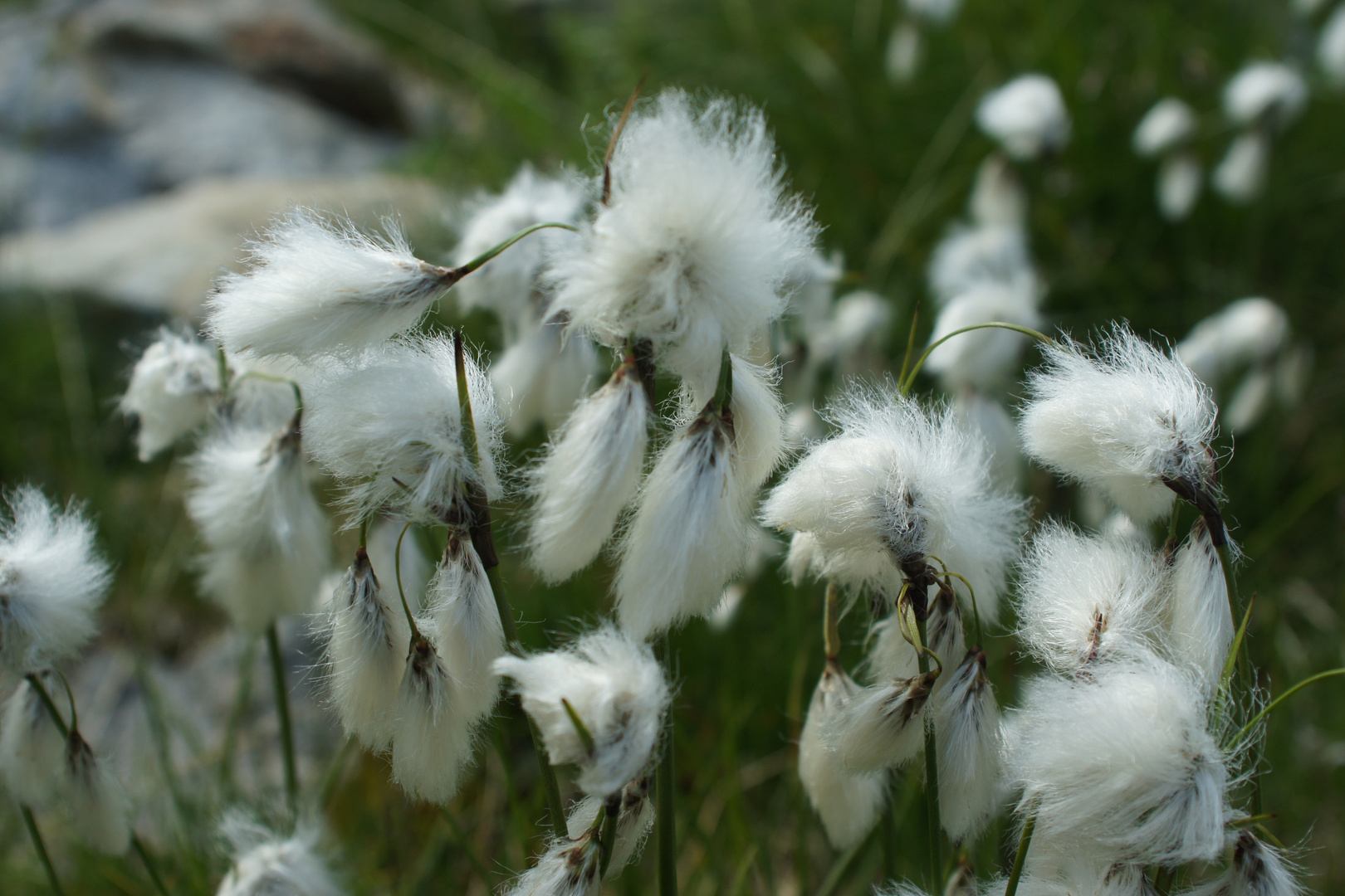 Fleurs de Cotons