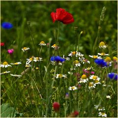 fleurs de couleur vive