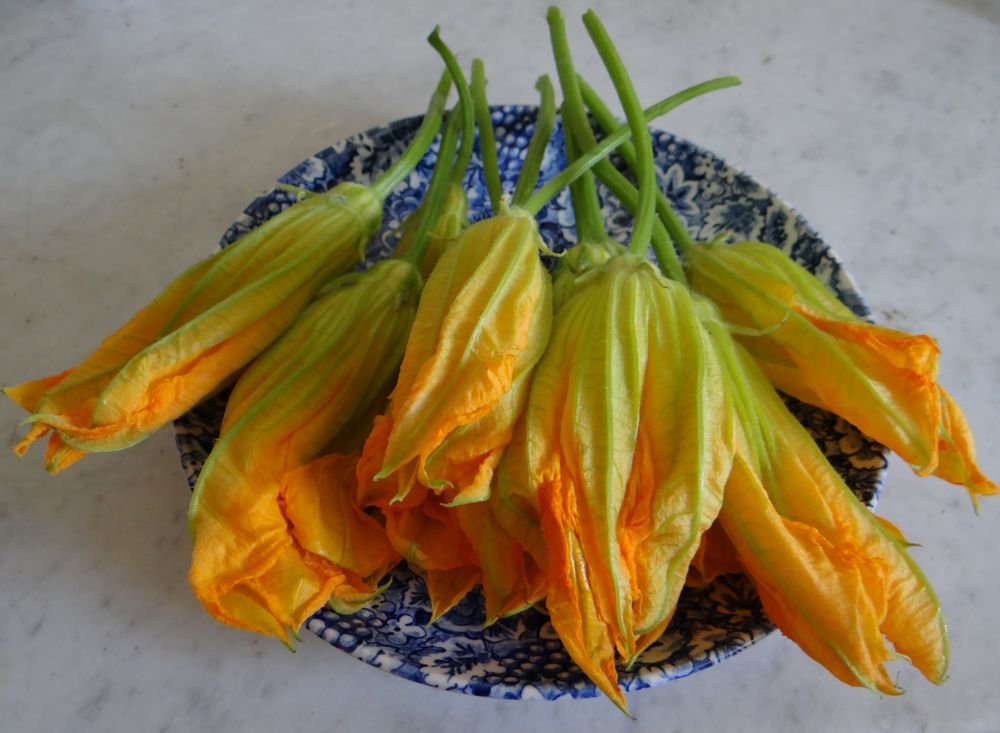 Fleurs de Courgettes