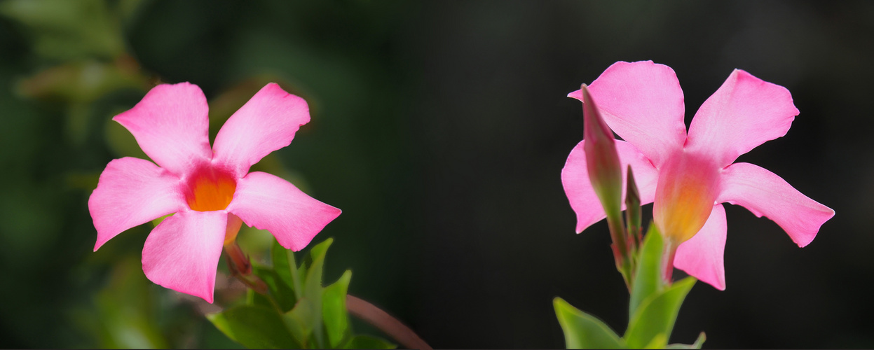 Fleurs de dipladénia recto-verso	