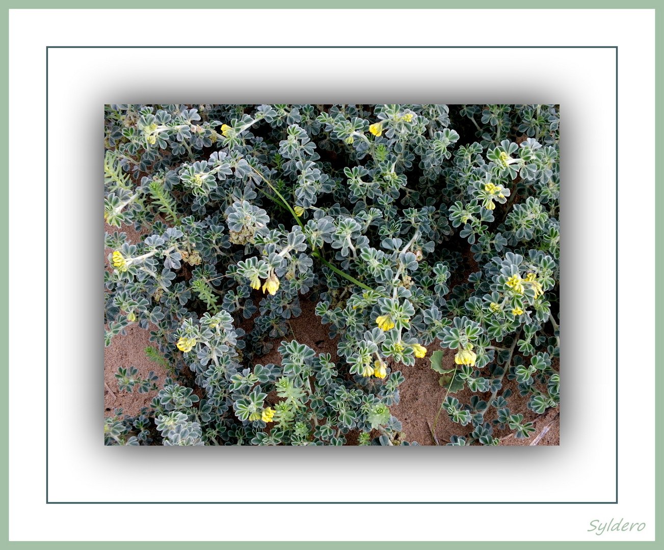 Fleurs de dune