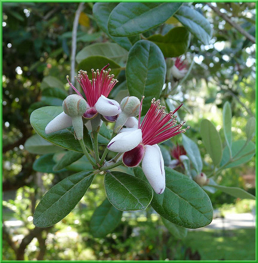 Fleurs de Feijoa sellowiana ou acca sellowiana