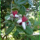 Fleurs de Feijoa sellowiana ou acca sellowiana