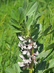 Fleurs de fève