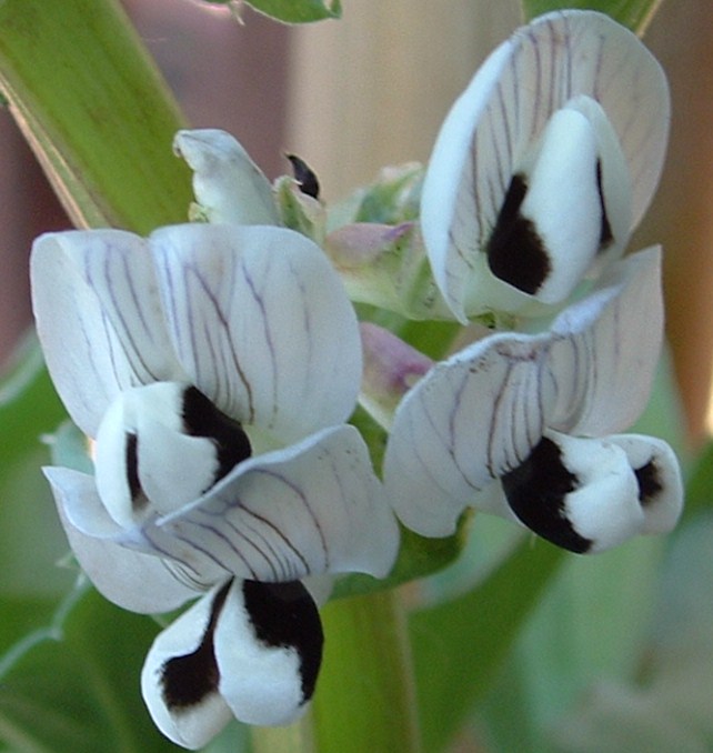 fleurs de fevrole (graine que je donnais a mes pigeons)