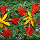 « Fleurs de Flamboyant avant Flétrissure avec insecte Floricole »