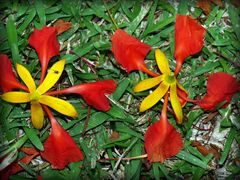 « Fleurs de Flamboyant avant Flétrissure avec insecte Floricole »