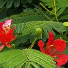 Fleurs de flamboyant -- Flamboyant –Blüten (Delonix regia)