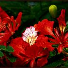 Fleurs de flamboyant - Flamboyant-Blüten (Delonix Regia)