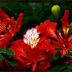 Fleurs de flamboyant - Flamboyant-Blüten (Delonix Regia)