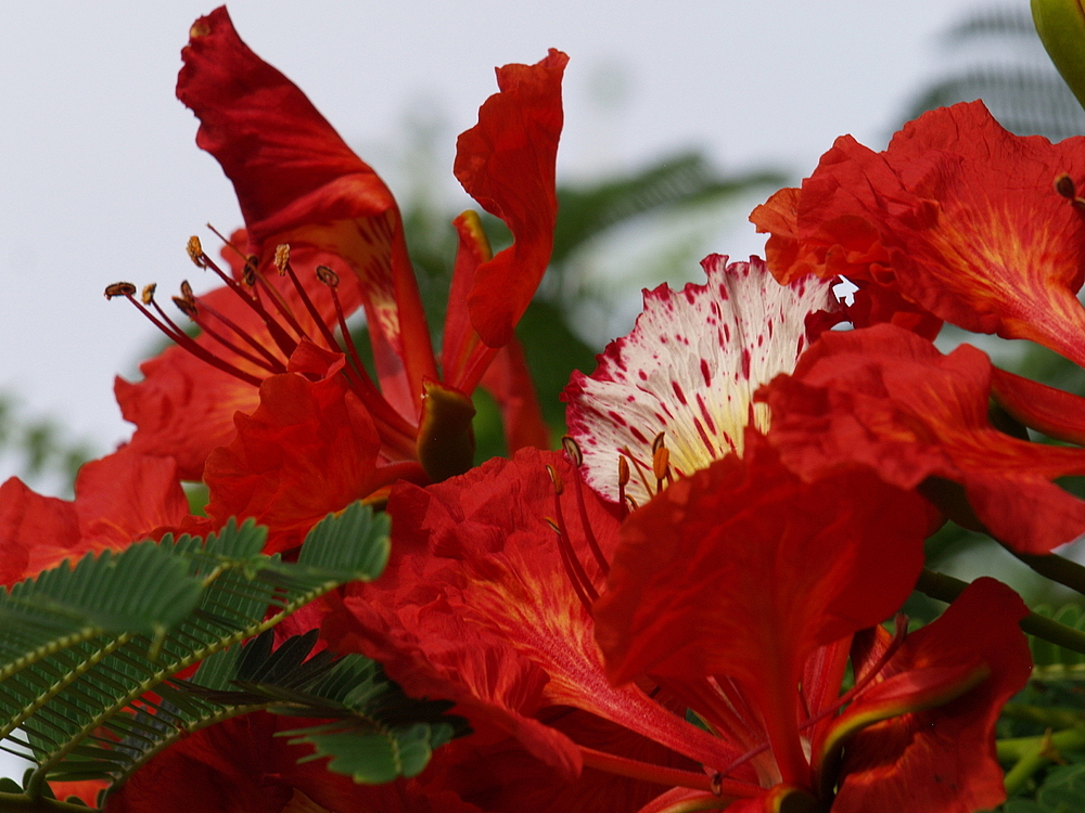 Fleurs de flamboyant  -- Flamboyant-Blüten (Delonix regia)