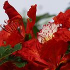 Fleurs de flamboyant  -- Flamboyant-Blüten (Delonix regia)