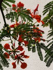 Fleurs de flamboyant. -- Flamboyant-Blüten (Delonix Regia)