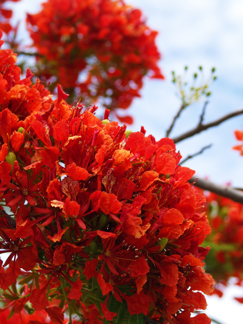 Fleurs de flamboyant - Flamboyant-Blumen (Delonix Regia)