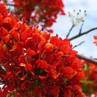 Fleurs de flamboyant - Flamboyant-Blumen (Delonix Regia)