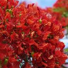 Fleurs de flamboyant – Flamboyant Blumen (Delonix regia)