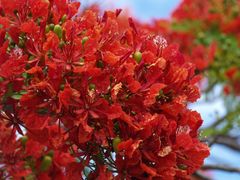 Fleurs de flamboyant – Flamboyant Blumen (Delonix regia)