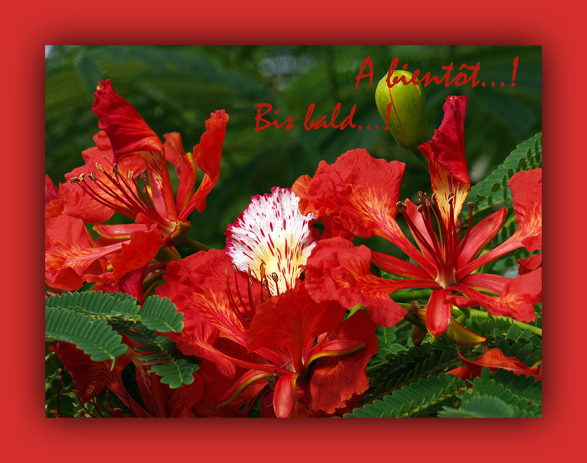 Fleurs de flamboyant…à bientôt… !  --  Flamboyant-Blüten (Delonix regia)..bis bald… !