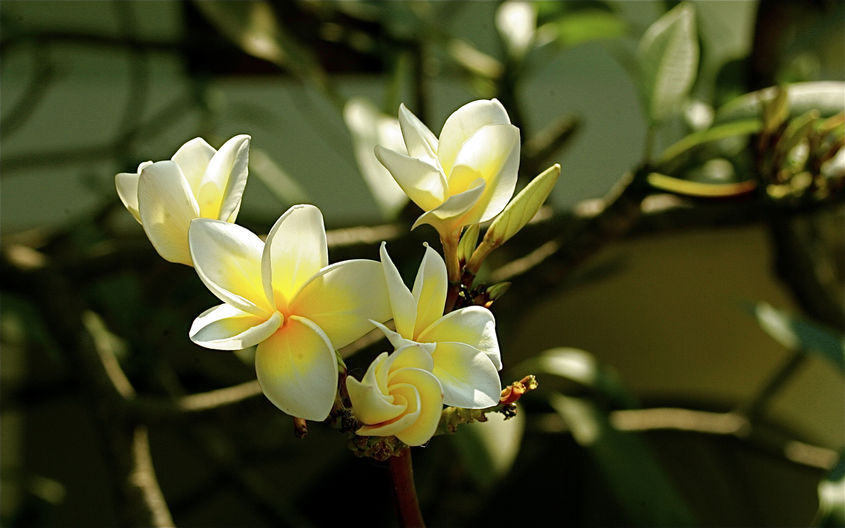 fleurs de Frangipane Thaï