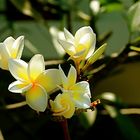 fleurs de Frangipane Thaï