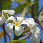 Fleurs de frangipanier