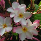 fleurs de frangipanier